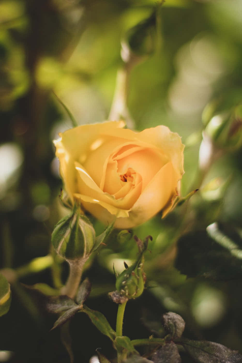 Yellow Rose Aesthetic Picture