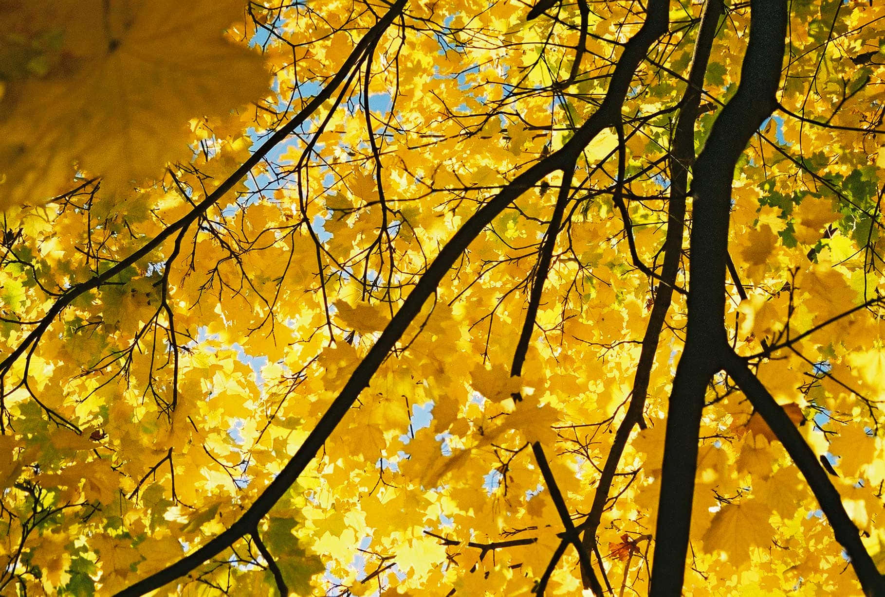 Landscape Yellow Leaves Aesthetic Picture