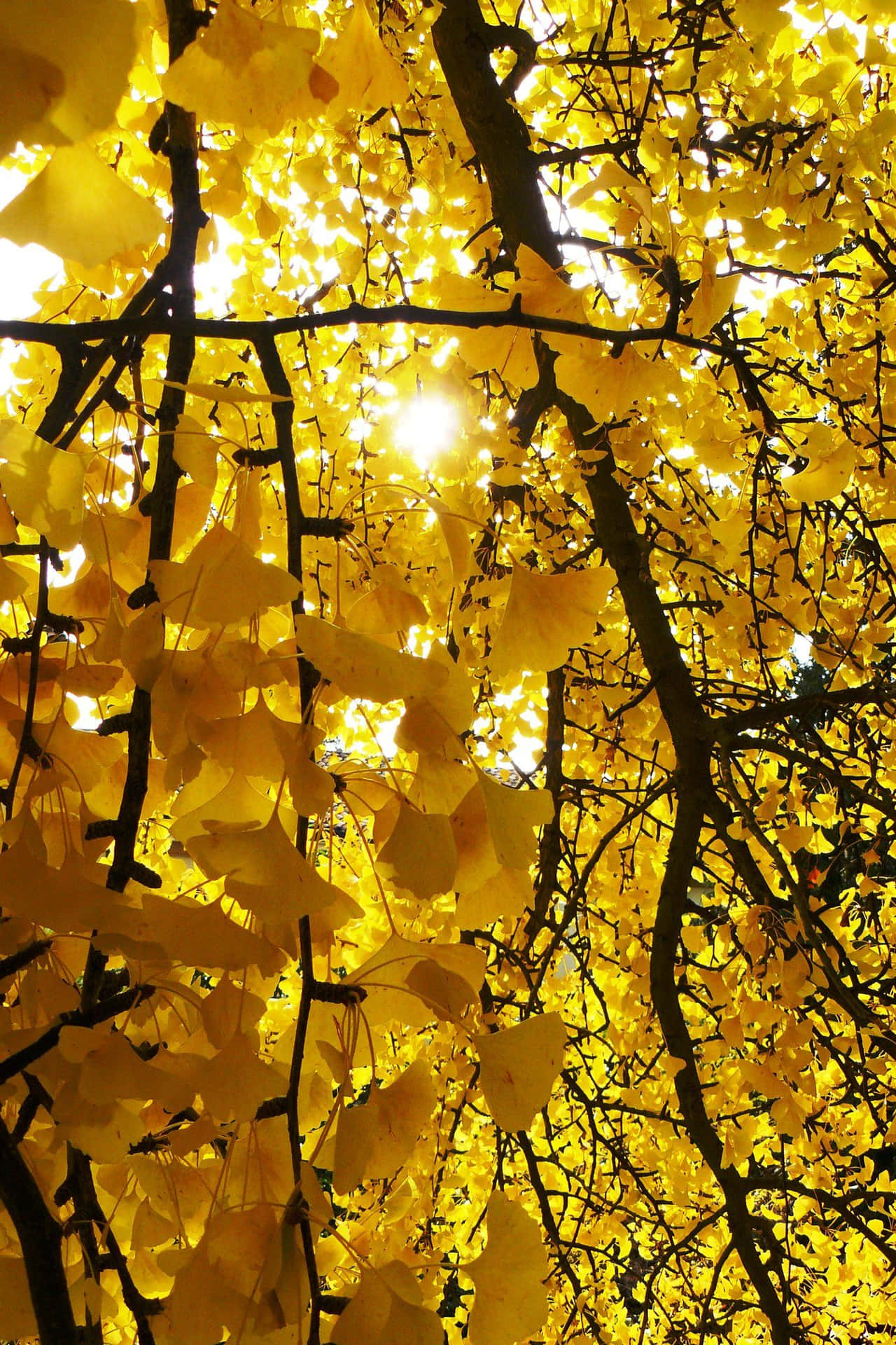 Yellow Leaves Aesthetic Picture