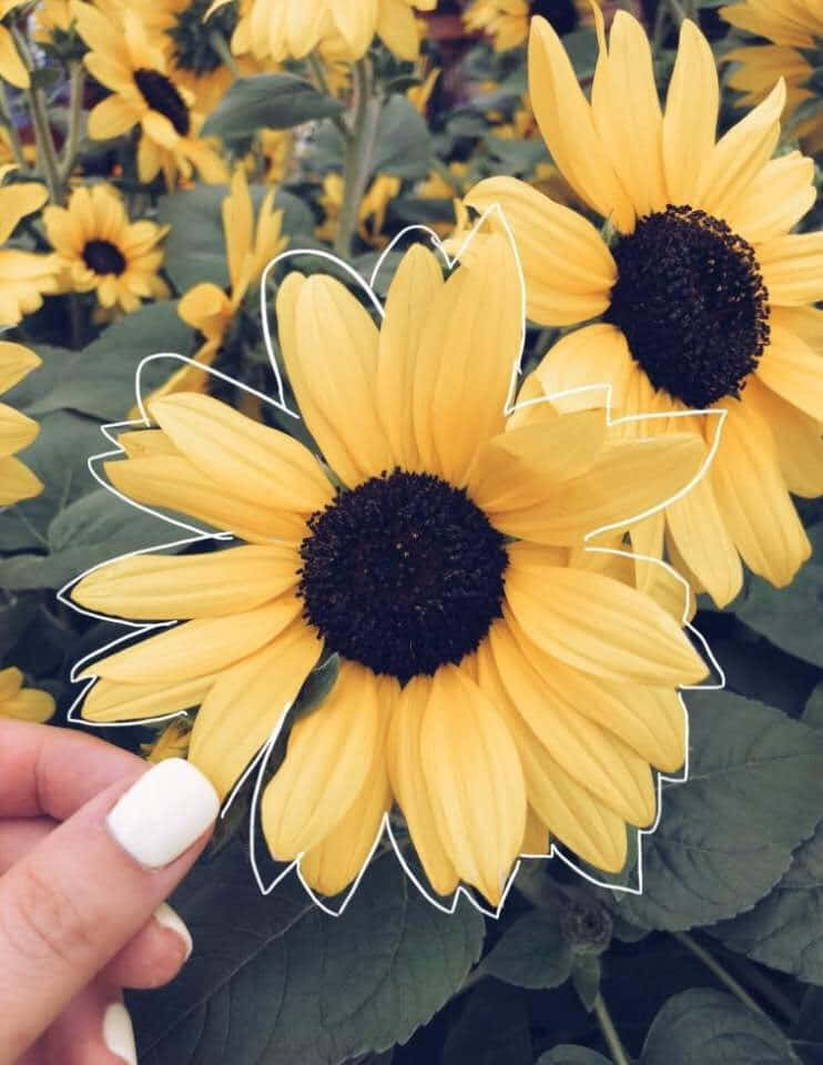 Sunflower Garden Yellow Aesthetic Picture