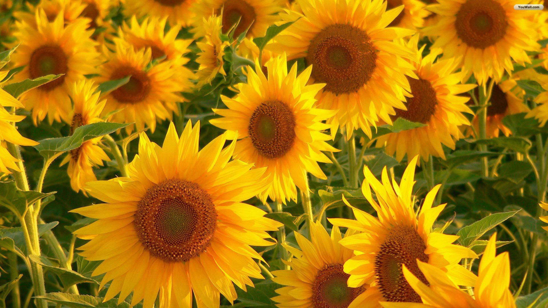 Yellow Aesthetic Sunflower Field Wallpaper