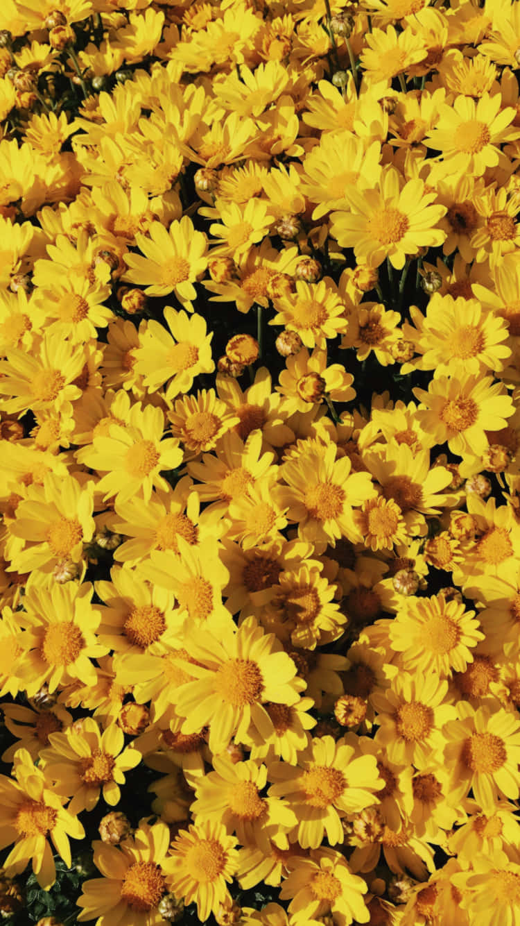 Leuchtemit Einem Kanarisch Inspirierten Gelben Ästhetik Auf Tumblr Wallpaper