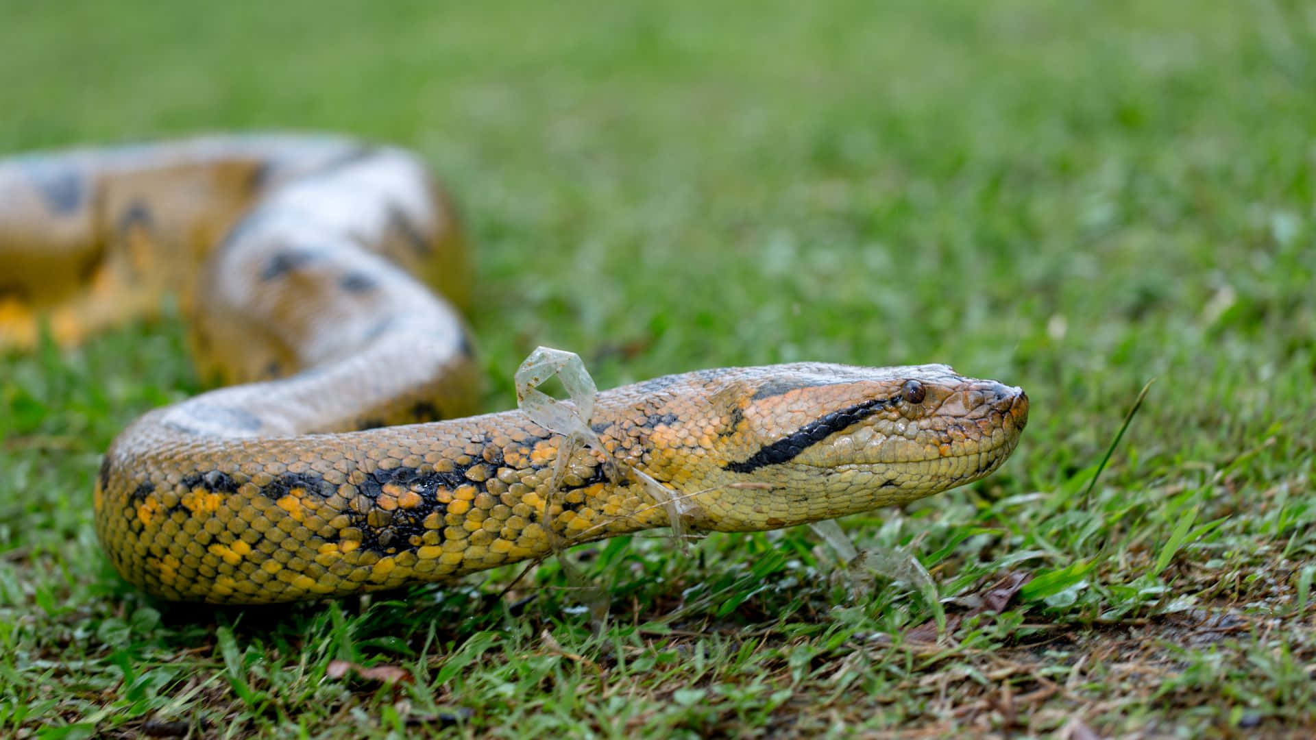 Yellow Anaconda Grassland Wallpaper