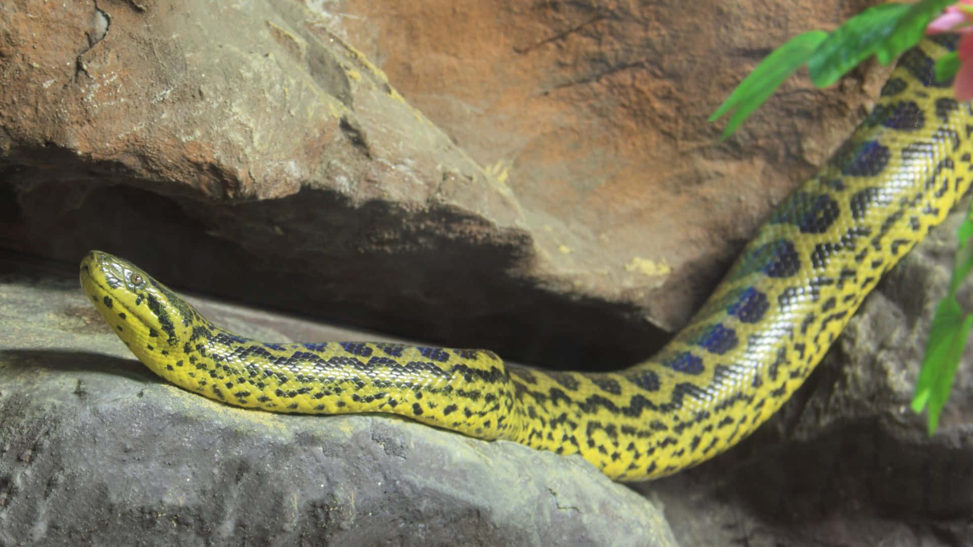 Yellow Anaconda Restingon Rocks.jpg Wallpaper