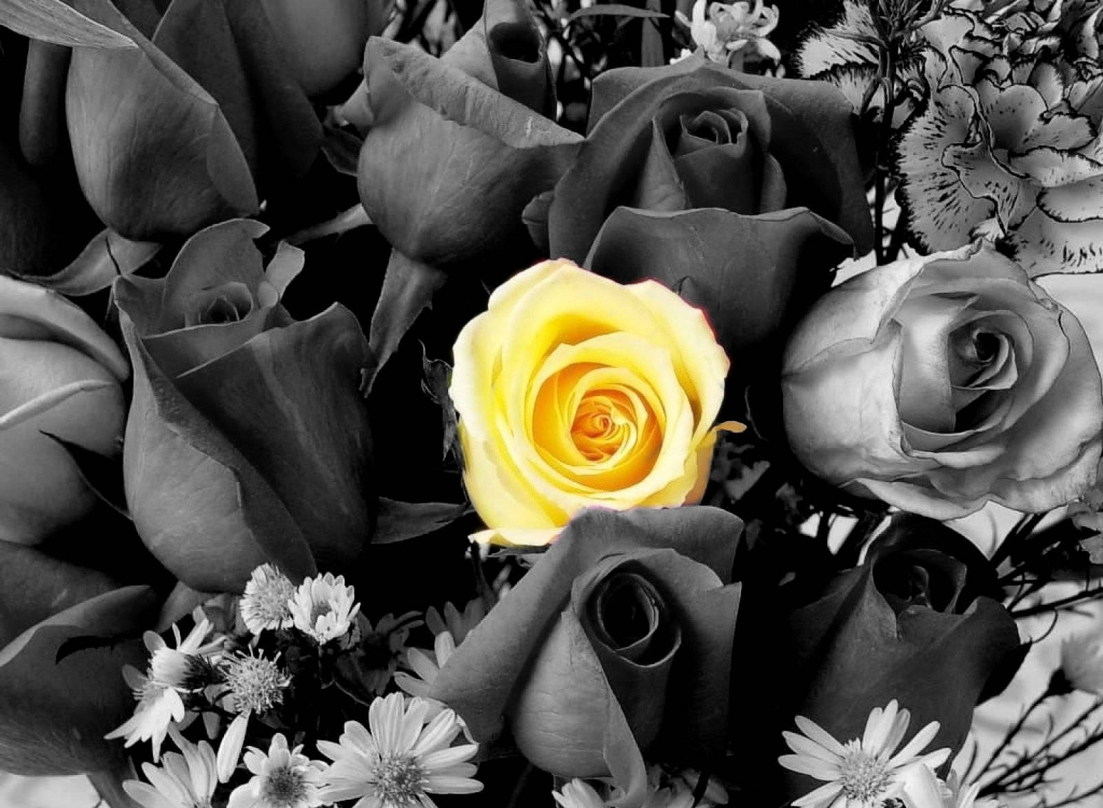 Yellow And Black And White Rose Flowers Wallpaper