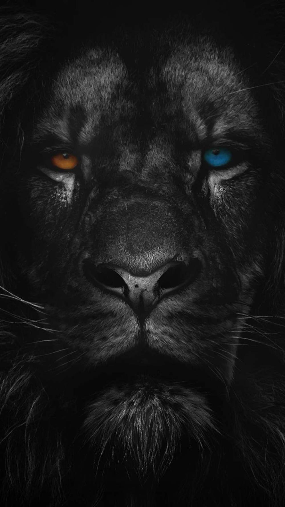 Yellow And Blue Eyed Lion Iphone Wallpaper