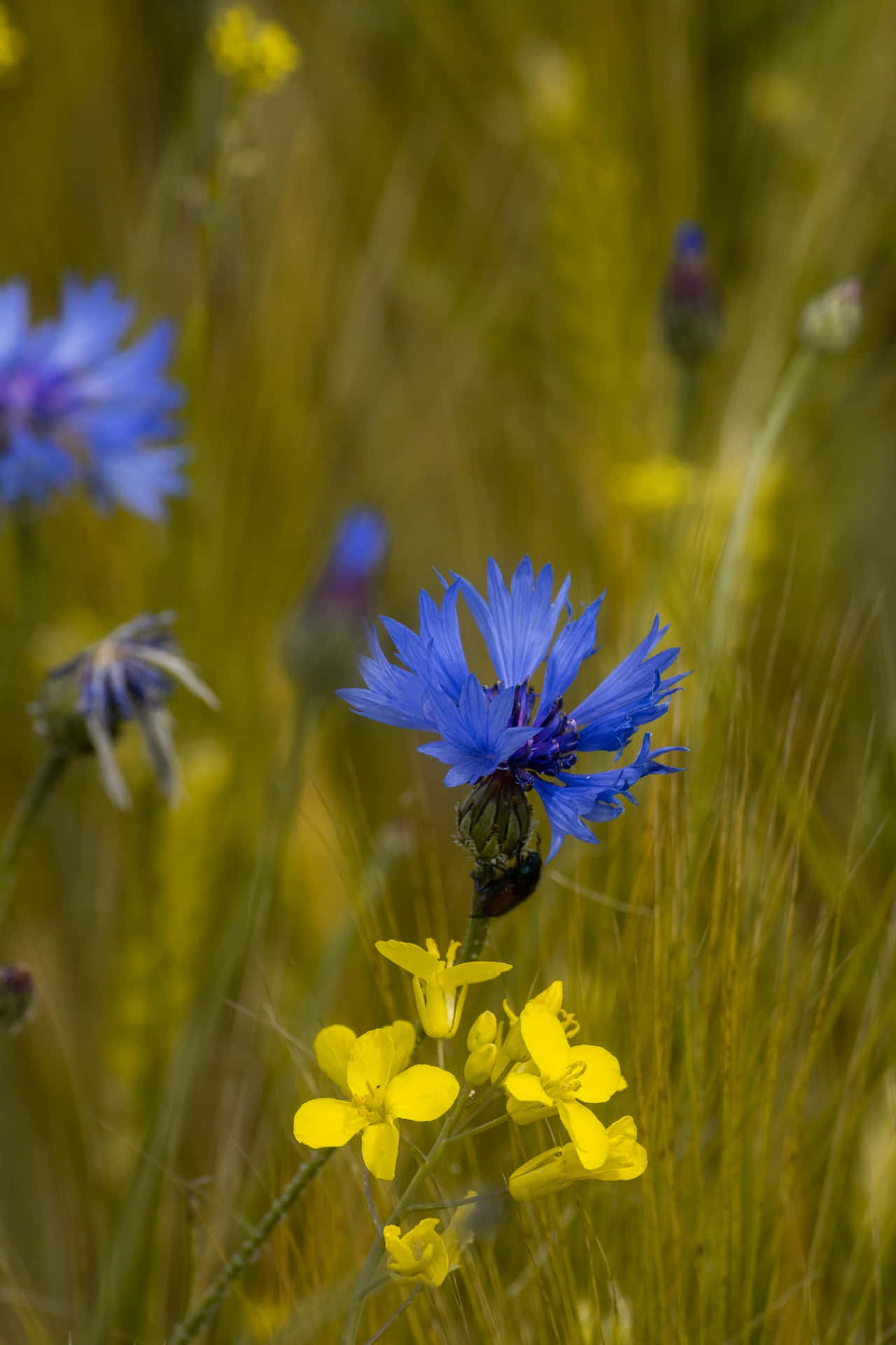 Gelbeund Blaue Blumen Handy Wallpaper