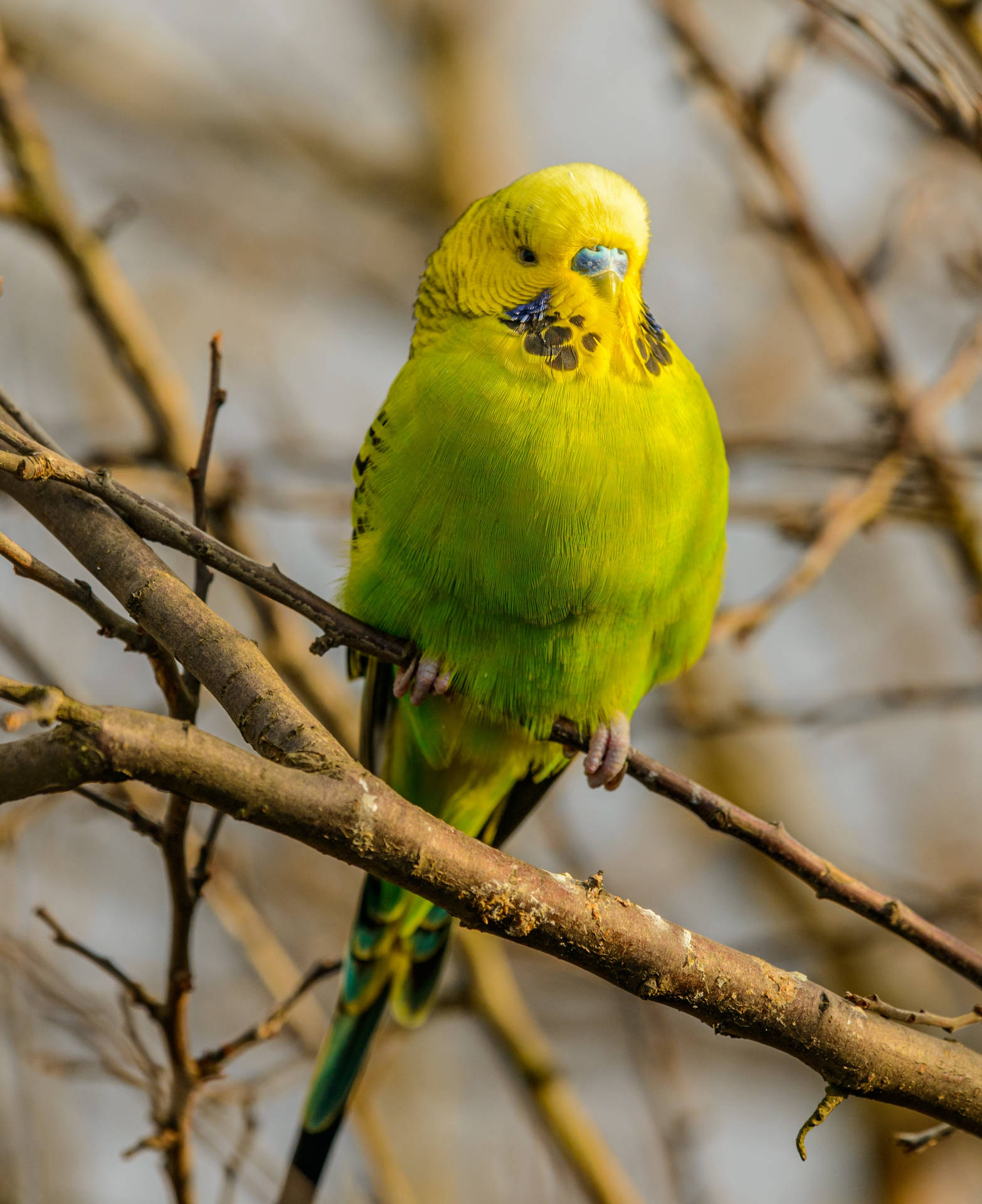 Yellow And Green Parrot HD Wallpaper