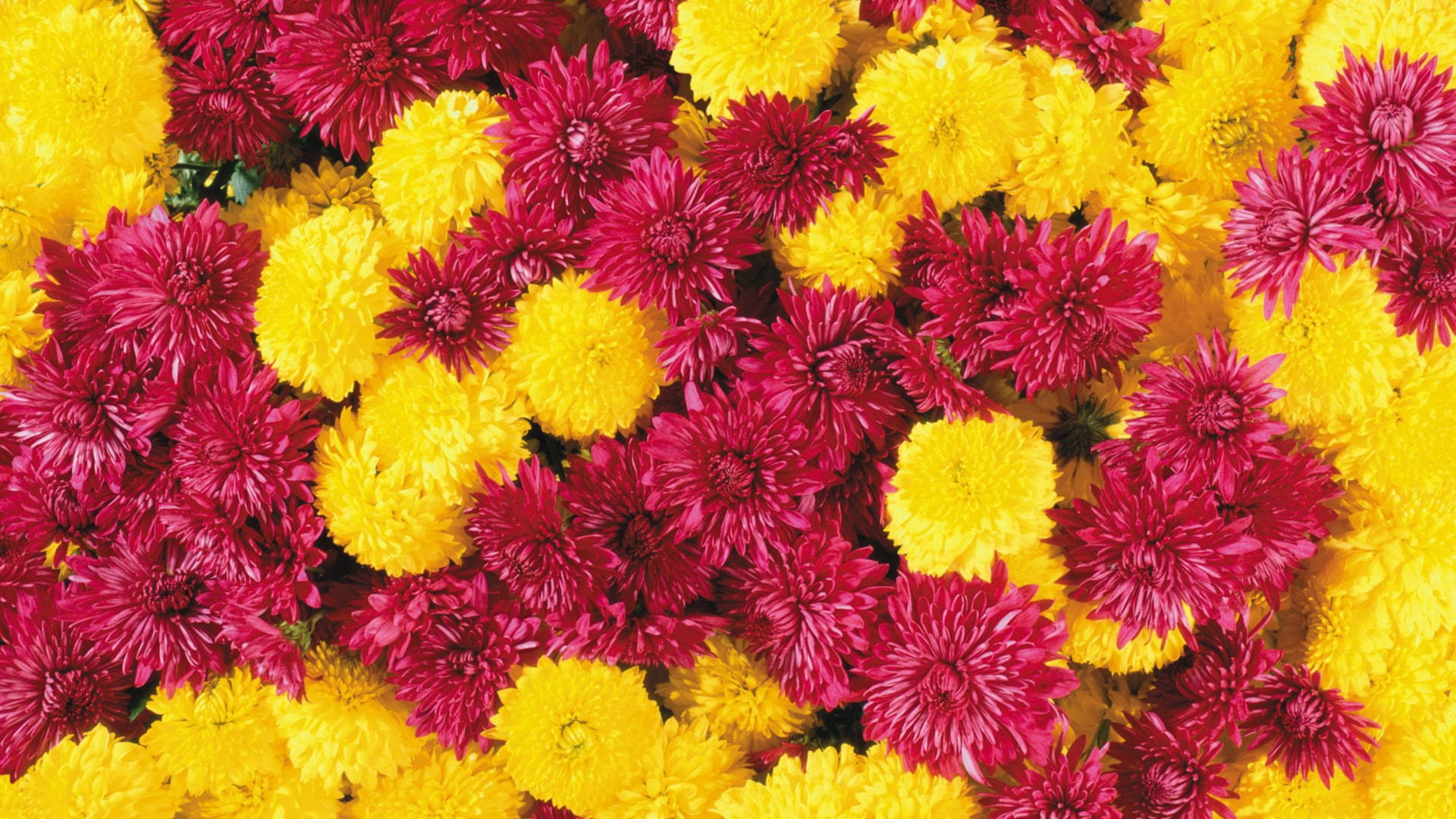 Yellow And Red Chrysanthemums Wallpaper