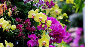Yellow And Violet Orchid Flowers Background