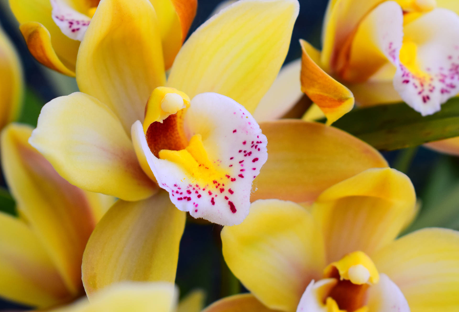 Yellow And White Orchids