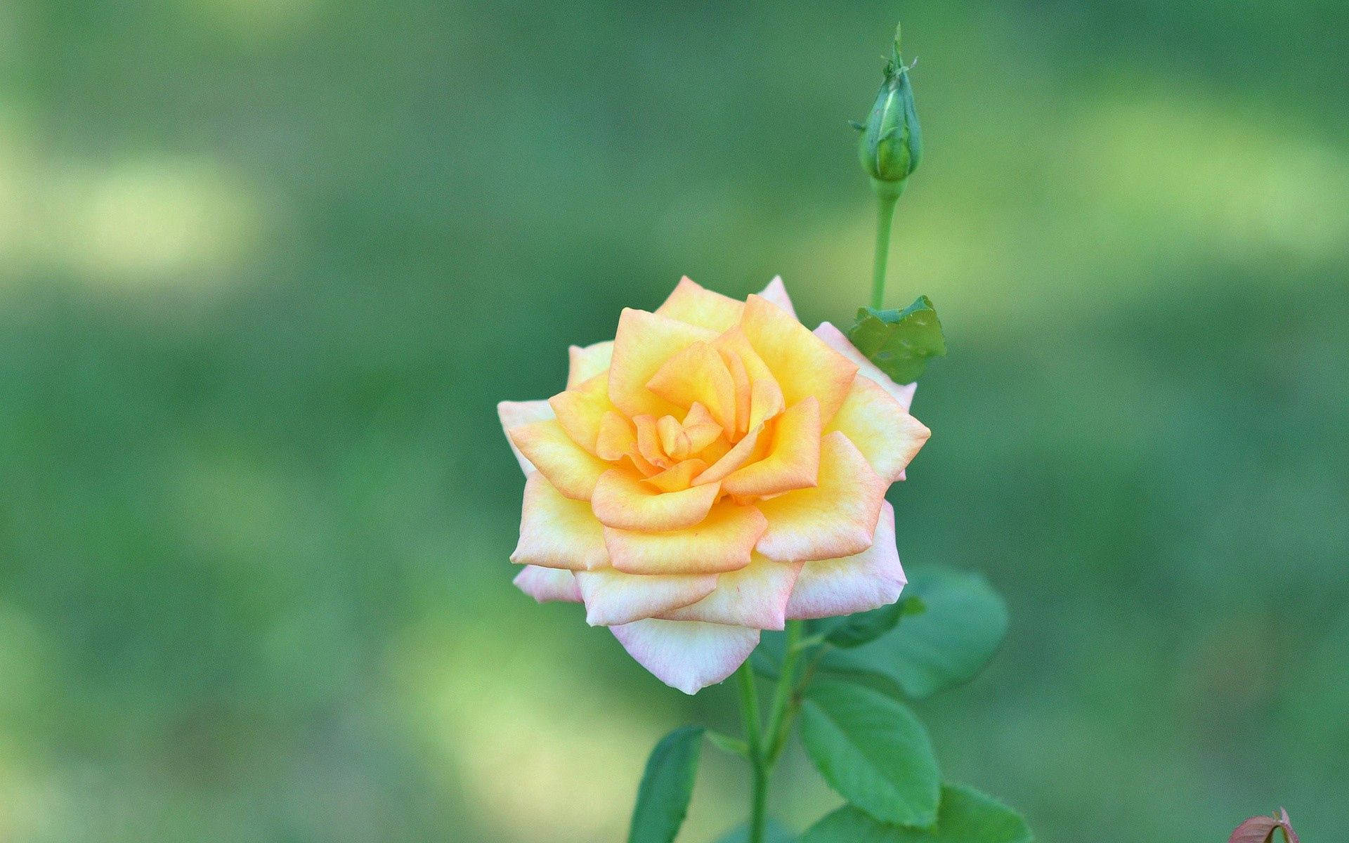 Yellow And White Rose Wallpaper