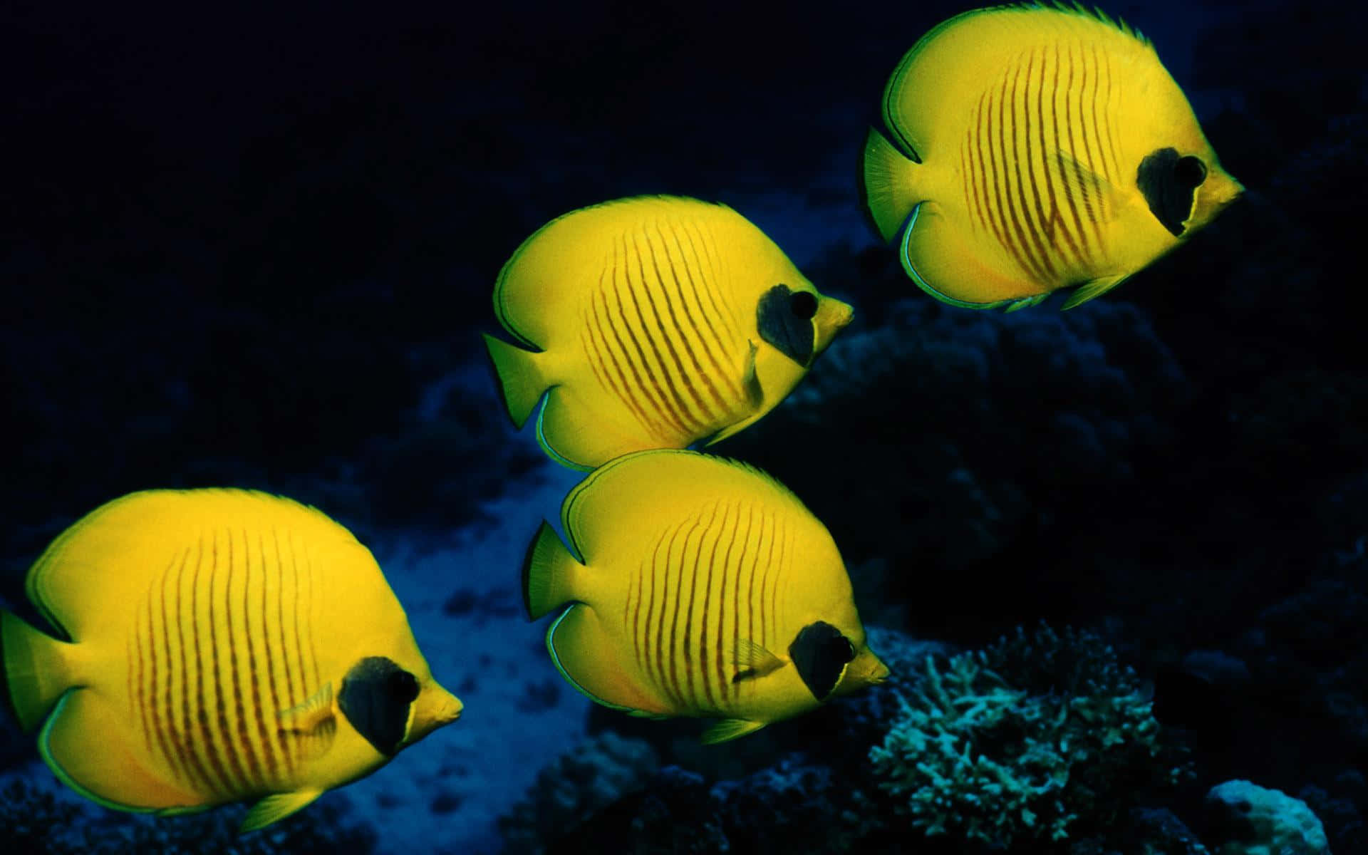 Yellow Angelfish Underwater Formation Wallpaper