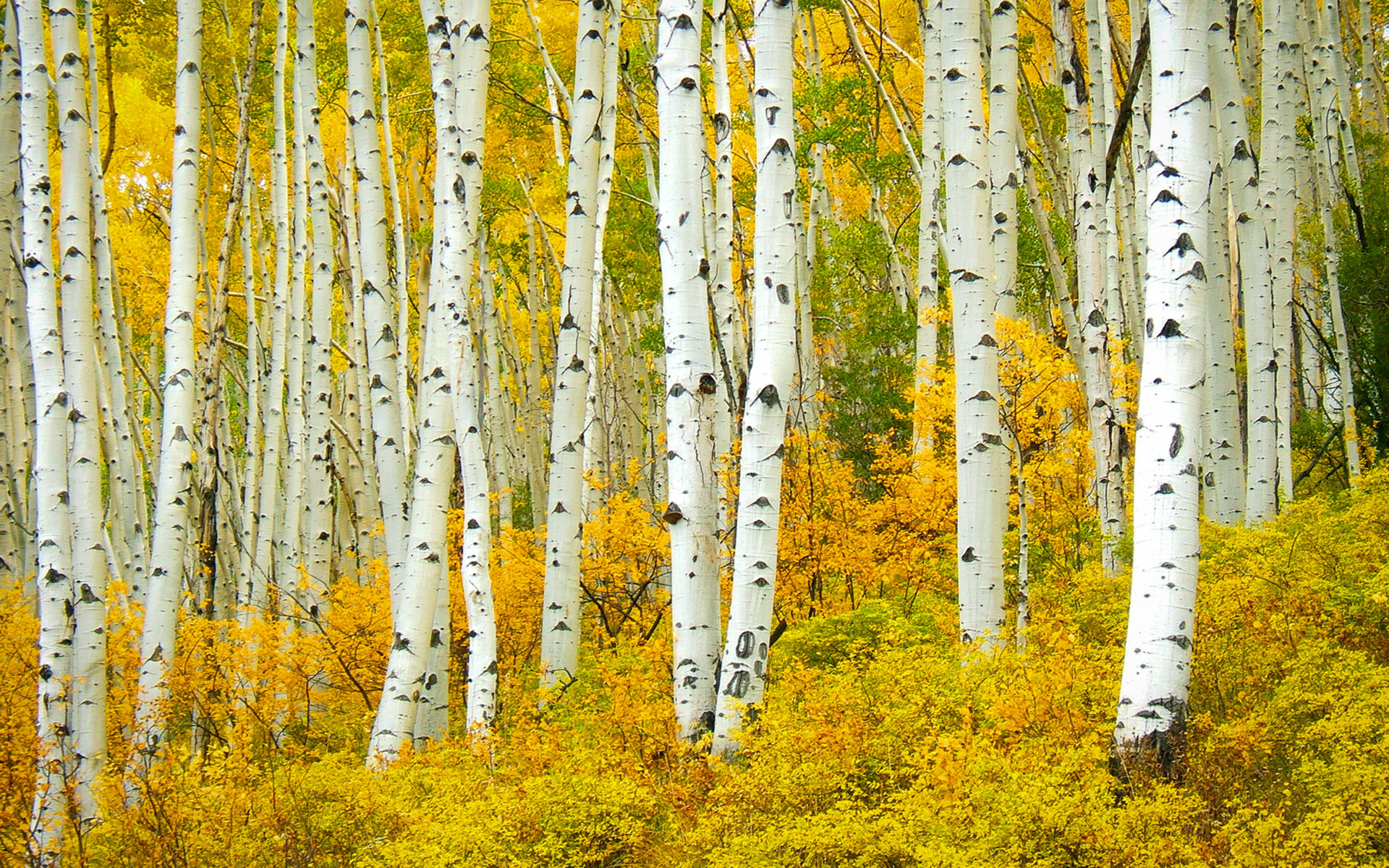 Yellow Aspen Grove Birch Tree Wallpaper