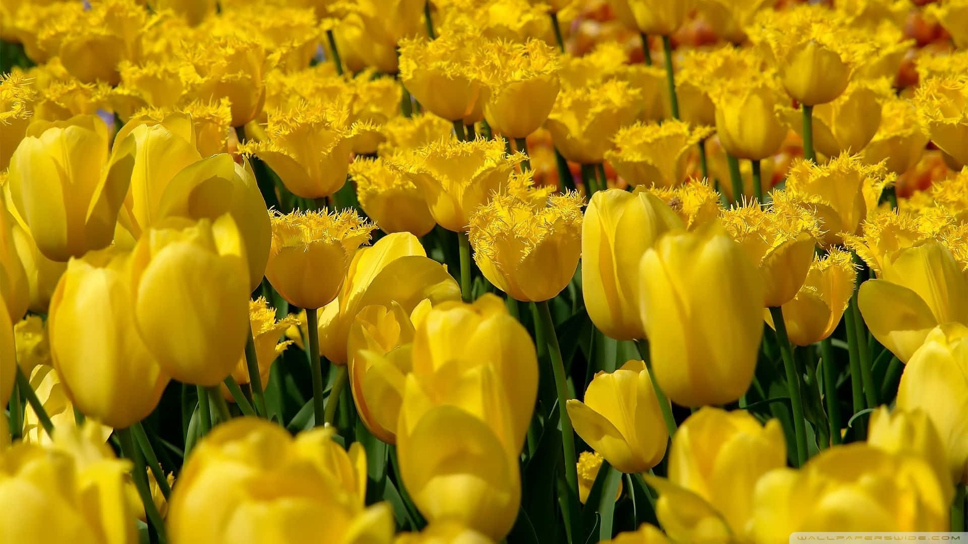 A Field Of Yellow Tulips In Bloom