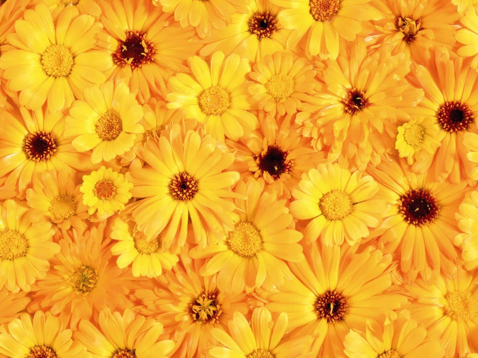 Flowers Flat Lay Yellow Background