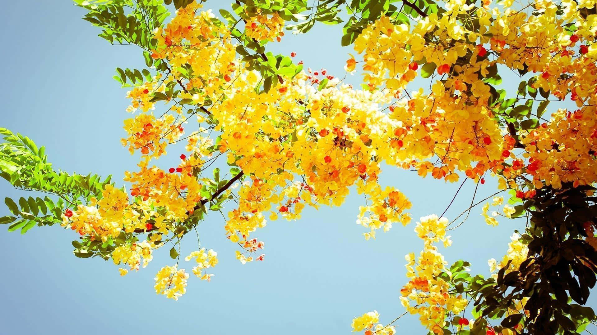 Tree With Flowers Yellow Background