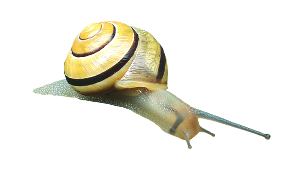 Yellow Banded Snail Black Background PNG