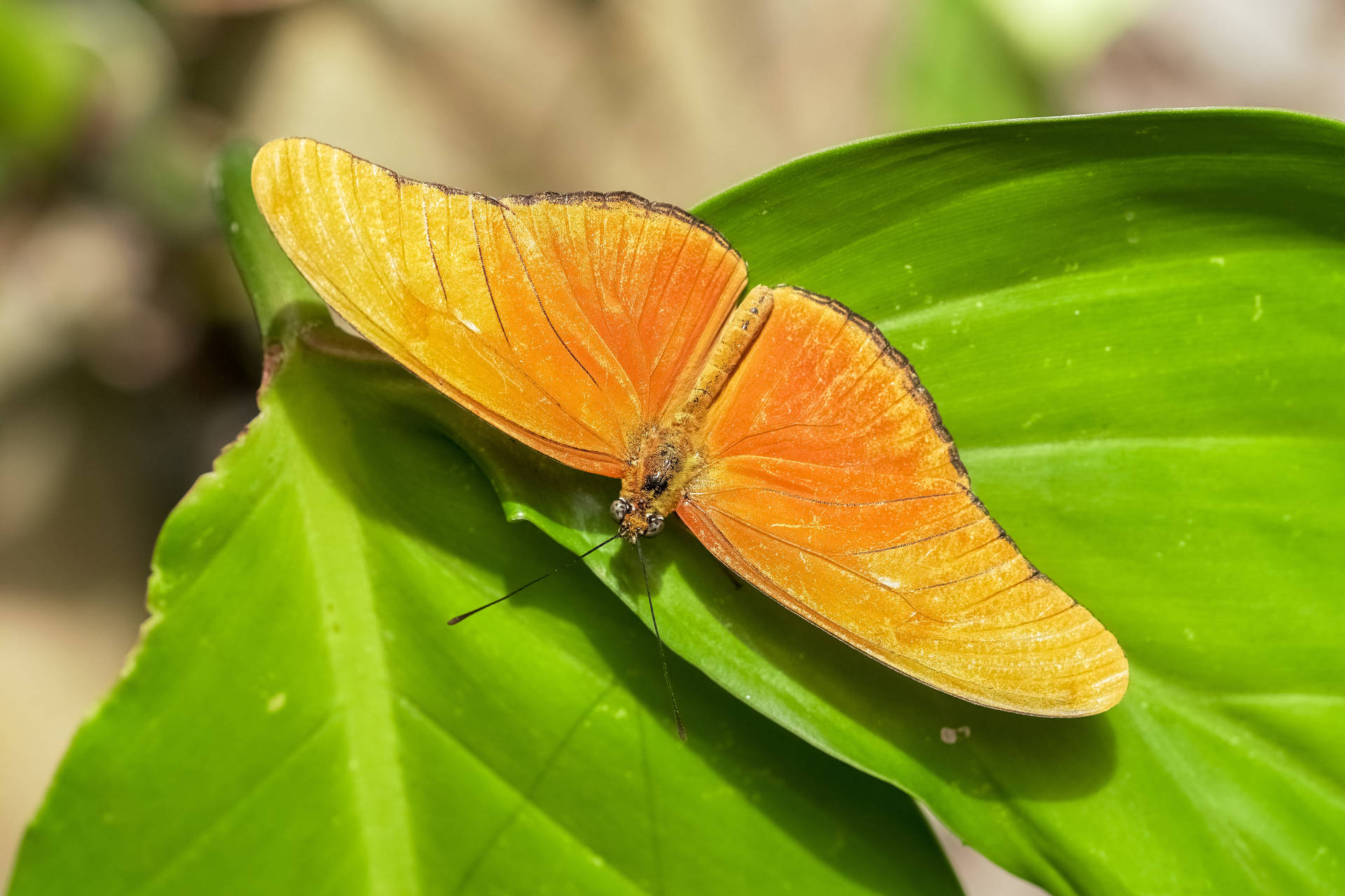 Gelberschöner Schmetterling Auf Großen Blättern Wallpaper