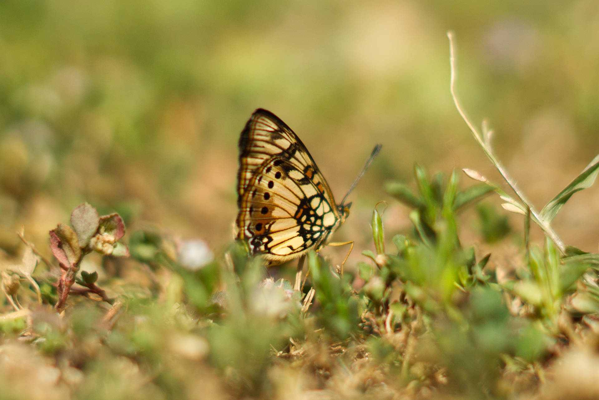 Gelberschöner Schmetterling Auf Gras. Wallpaper