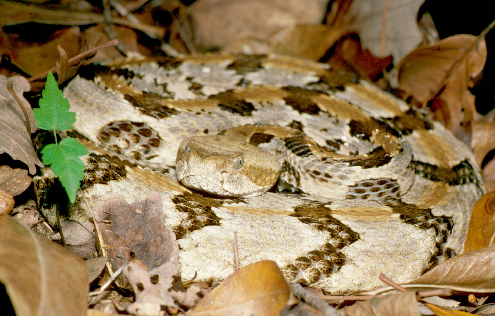 Yellow Beige Timber Rattler Snake Wallpaper