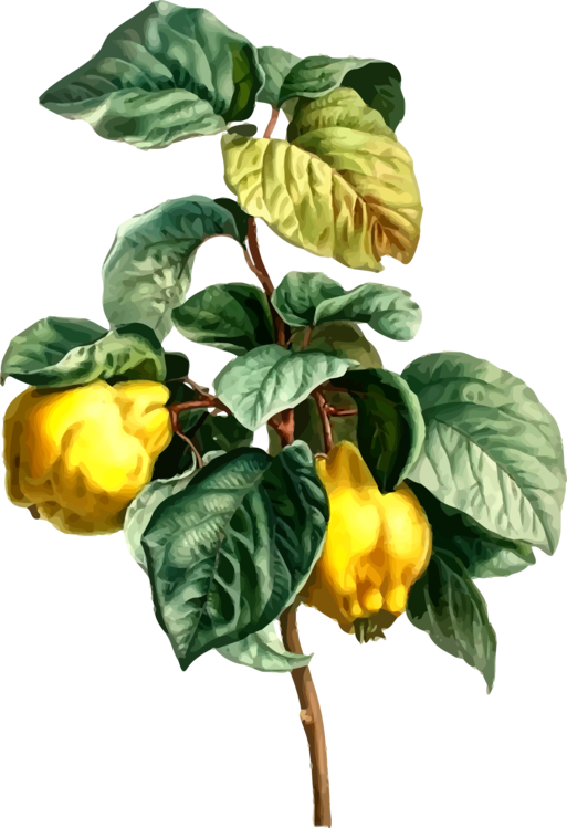 Yellow Bell Pepper Plant Illustration PNG