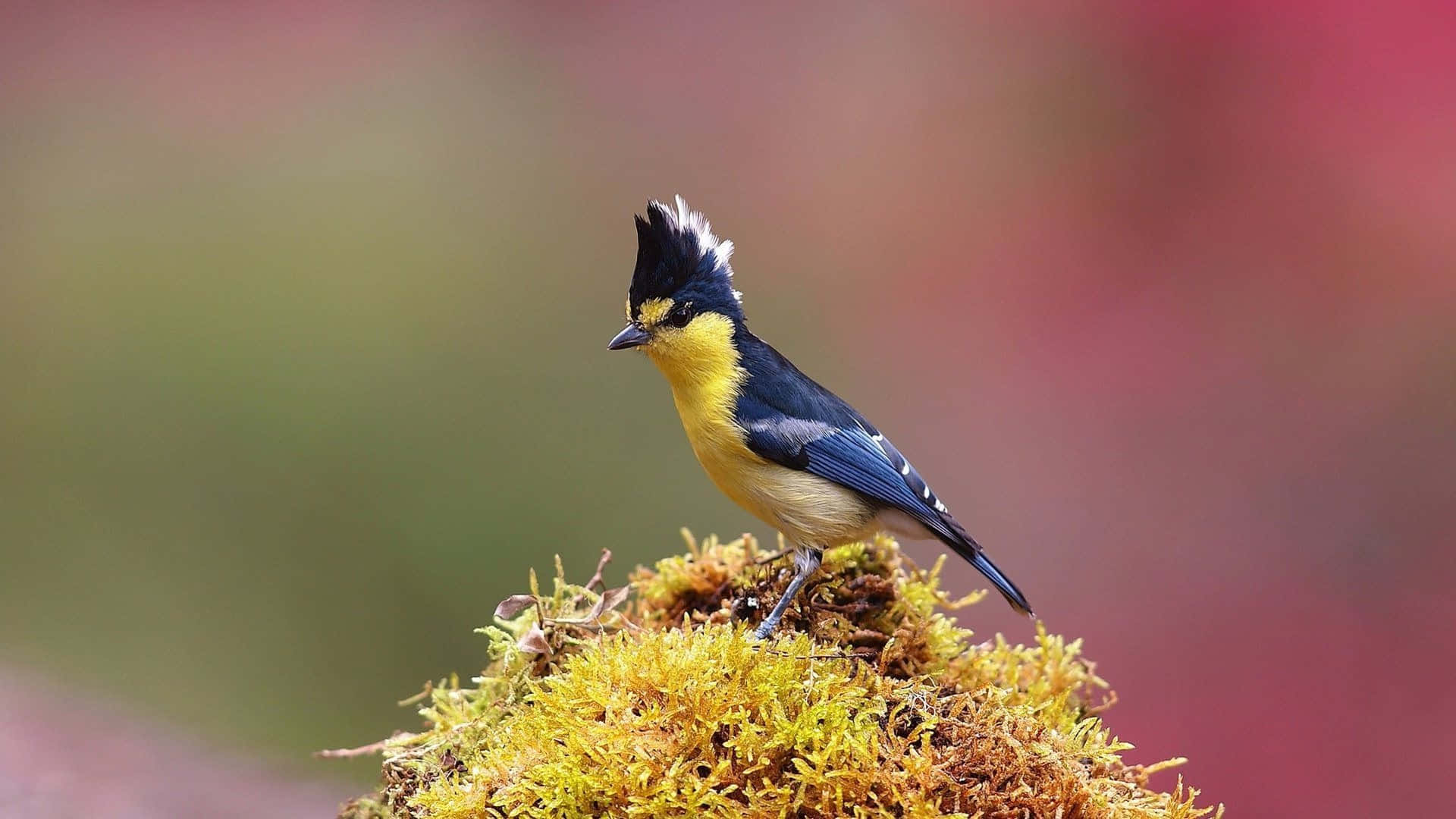 Yellow Bellied Titmouseon Mossy Perch.jpg Wallpaper