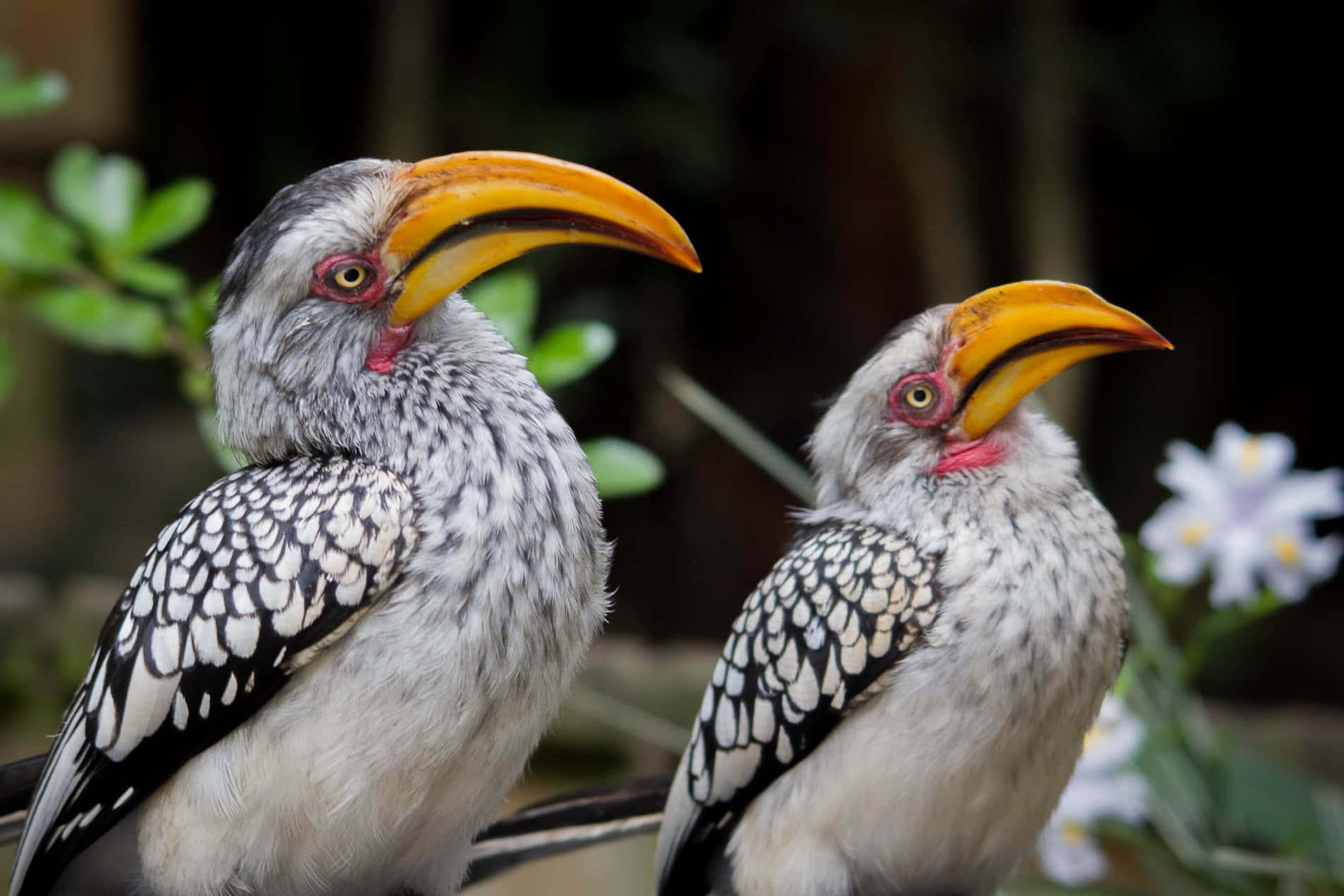 Gule Nebb Hornbill Tockusflavirostris Bakgrunnsbildet