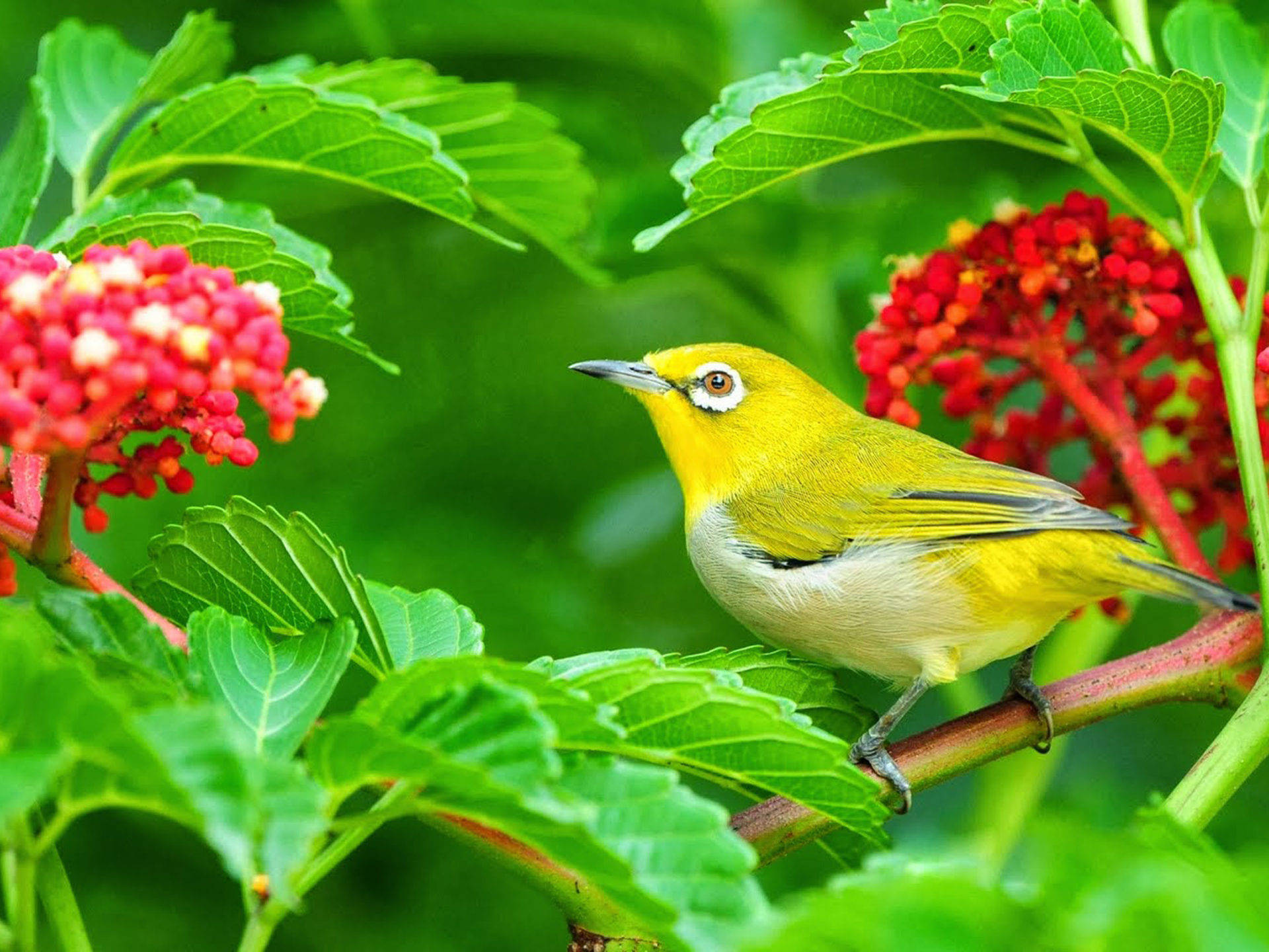 Yellow Bird And Red Flowers Wallpaper