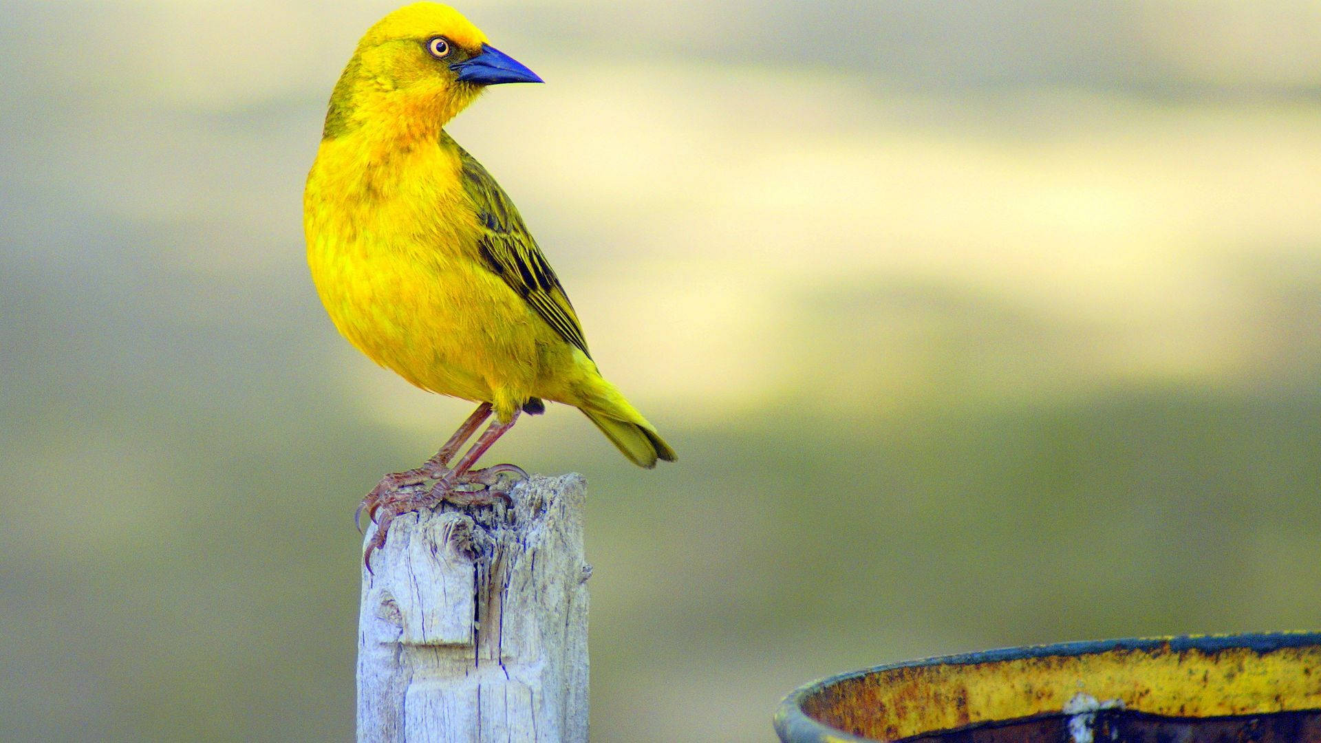 Vibrant Yellow Bird with Blue Beak Wallpaper
