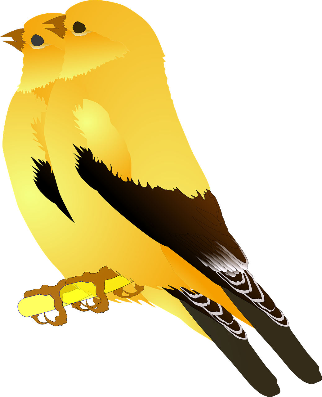 Yellow Bird Illustration PNG