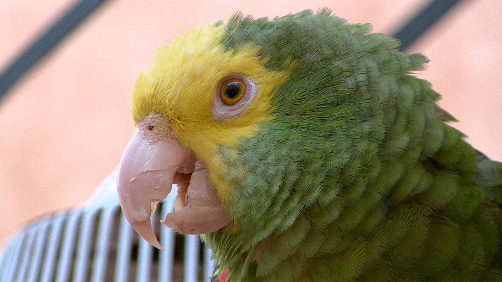 Pájaroamarillo En La Selva Amazónica Fondo de pantalla