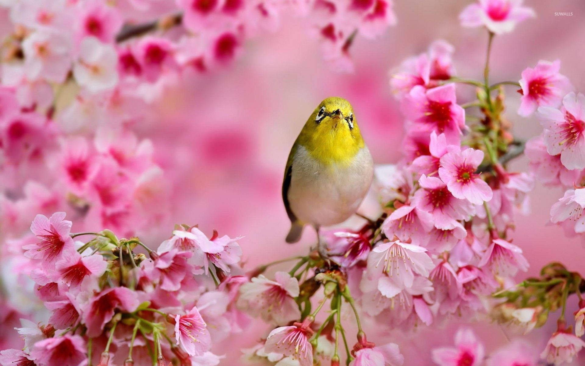 Yellow Bird On Pink Flowers Wallpaper