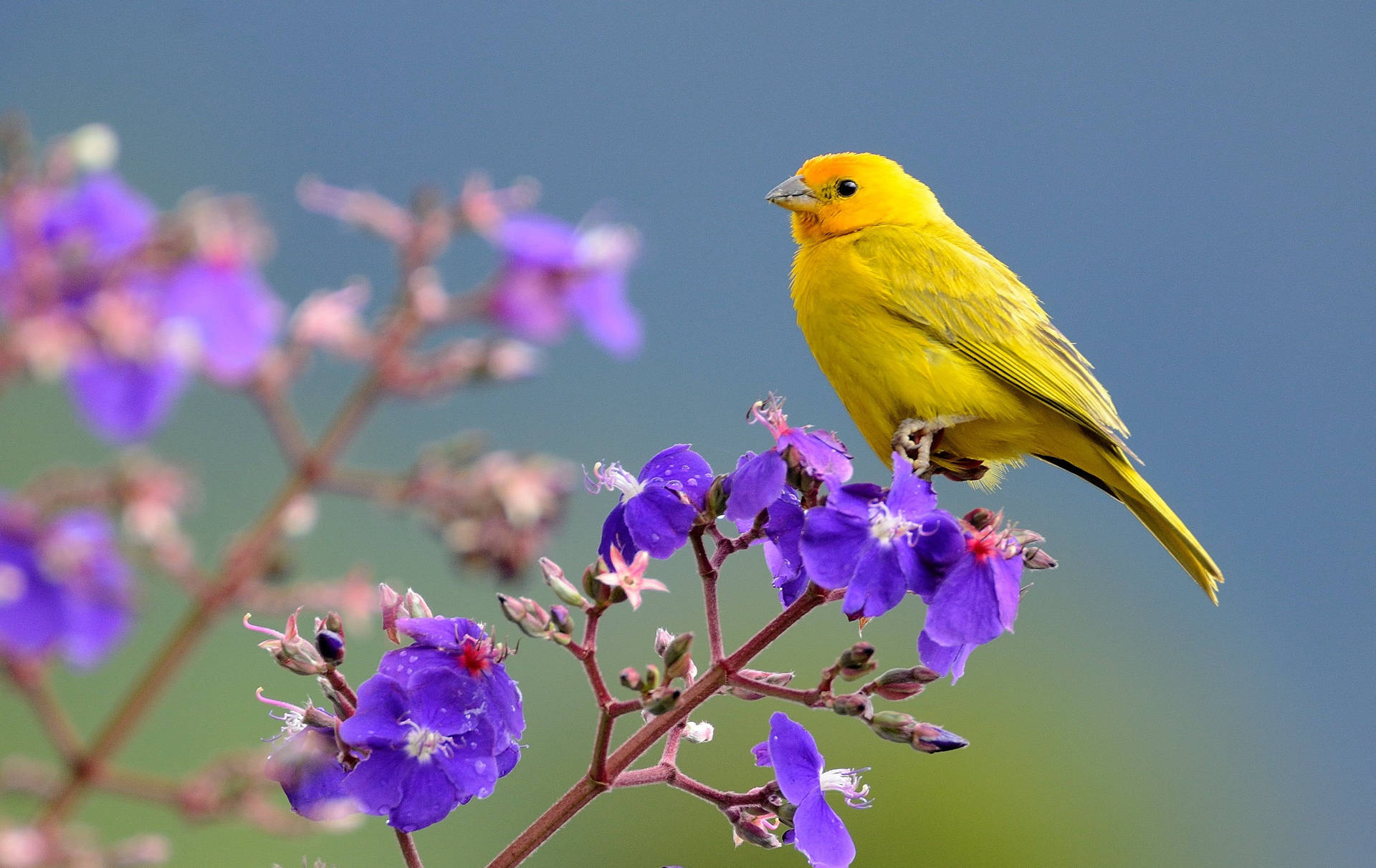 Uccello Giallo Sul Fiore Viola Sfondo