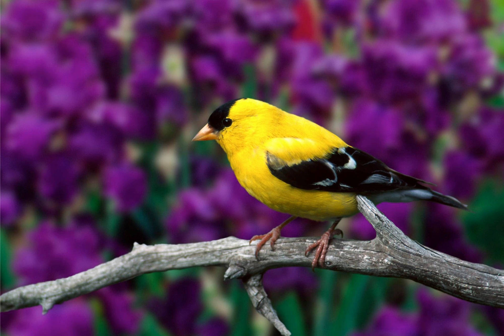 "Mellow Yellow Bird Amidst Purple Blossoms" Wallpaper