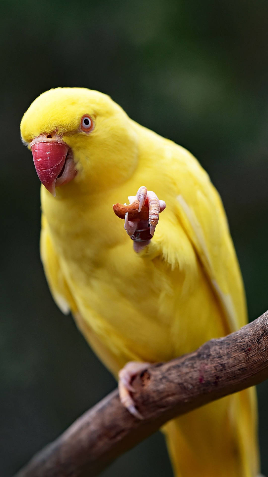 Yellow Bird With A Nut Wallpaper