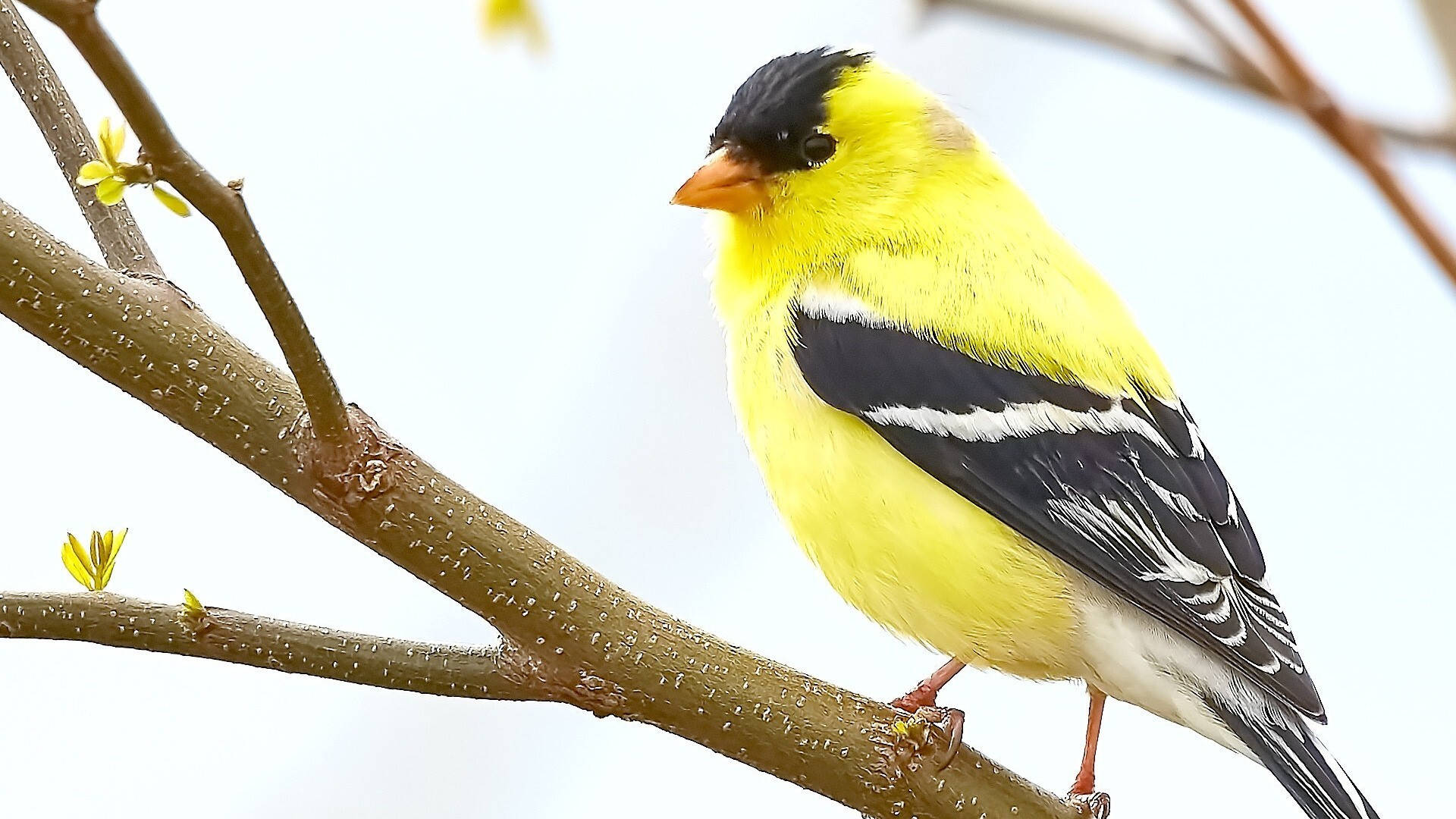 Yellow Bird With Black Feathers Wallpaper