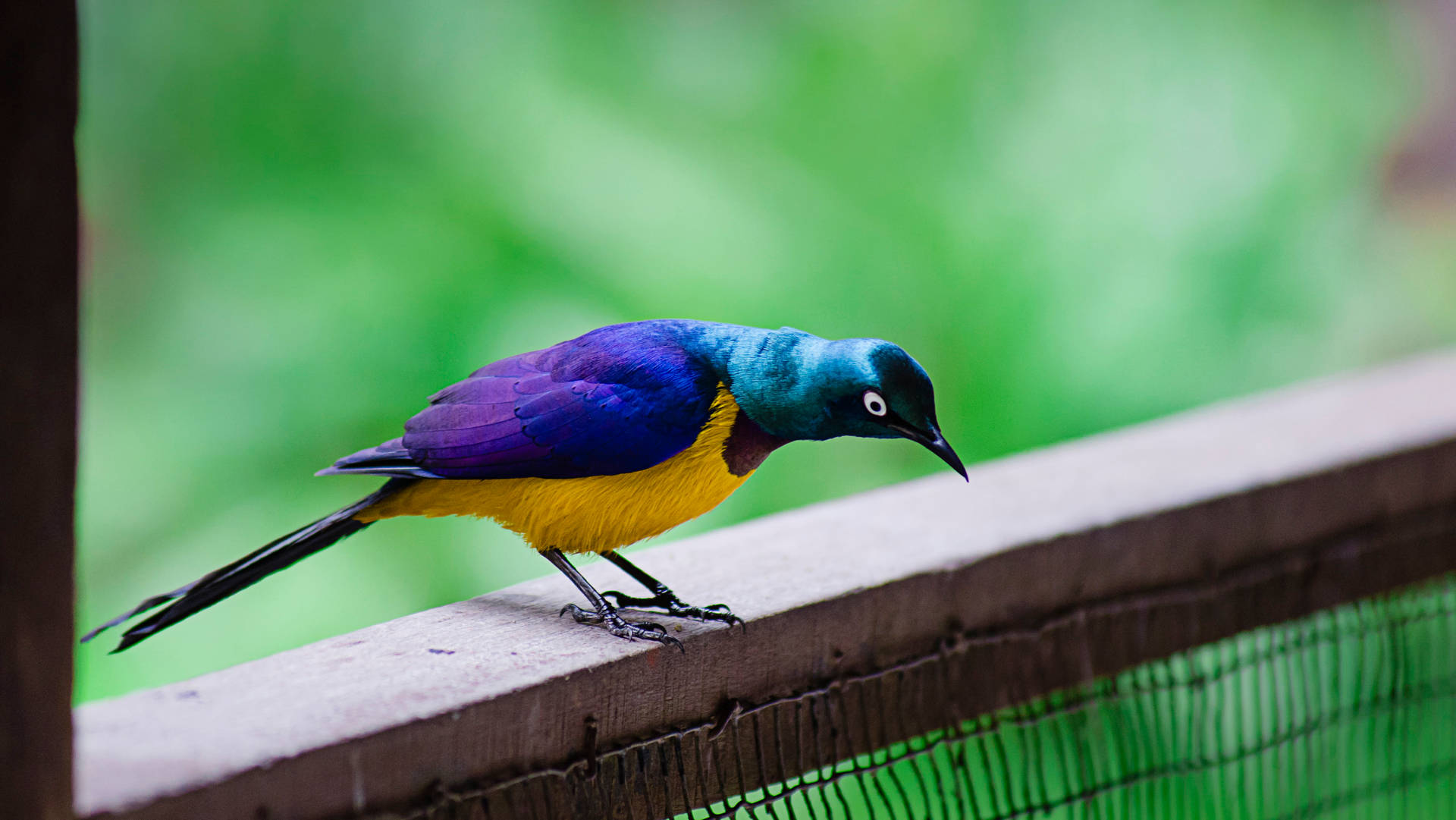 Pájaroamarillo Con Plumas Azules Y Moradas. Fondo de pantalla