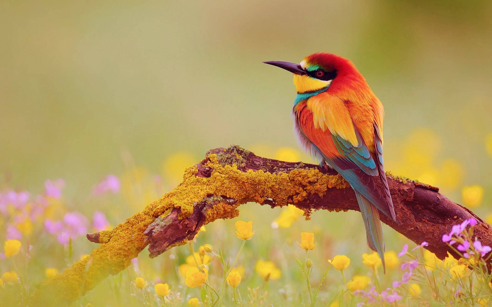 Pájaroamarillo Con Plumas Coloridas. Fondo de pantalla