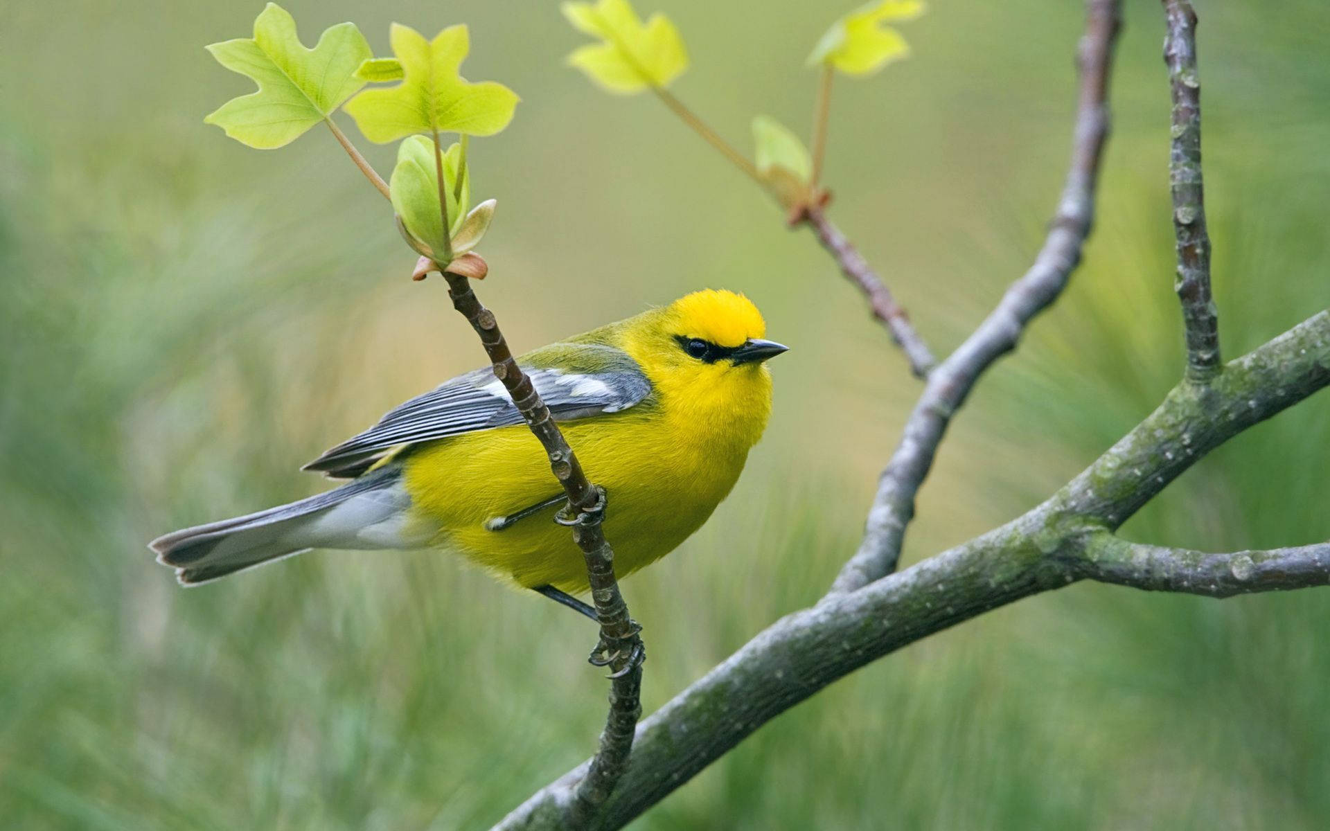 Yellow Bird With Sprouting Leaves Wallpaper