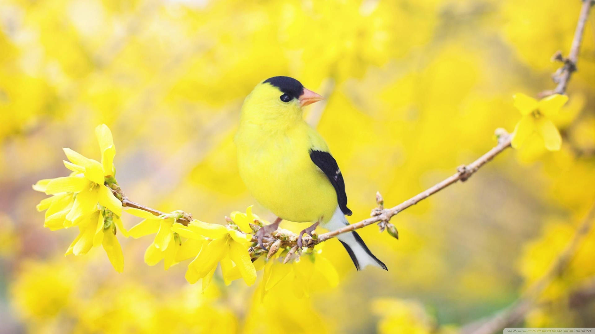 Yellow Bird Yellow Flower Wallpaper