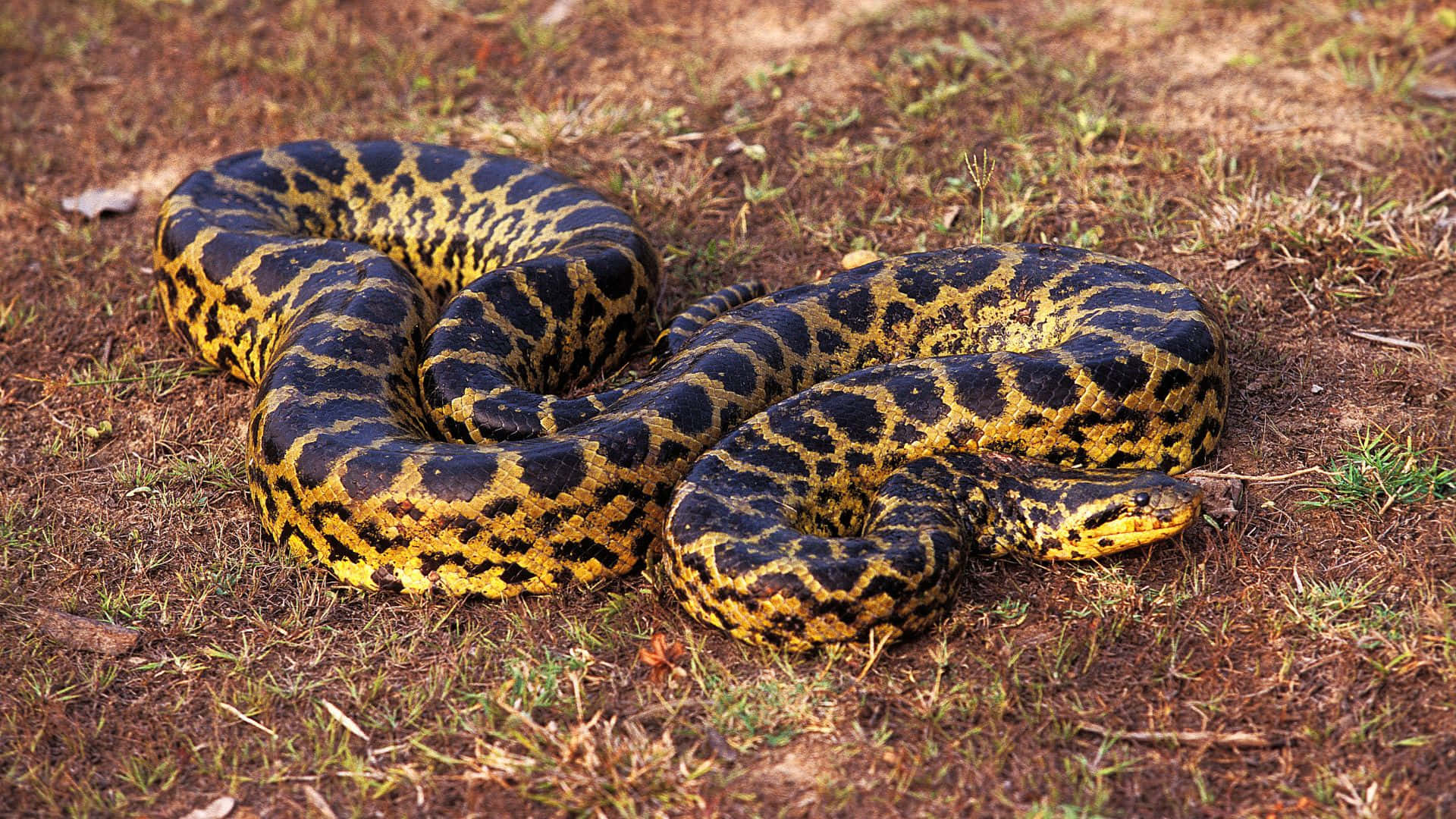 Yellow Black Anaconda Coiledin Nature.jpg Wallpaper