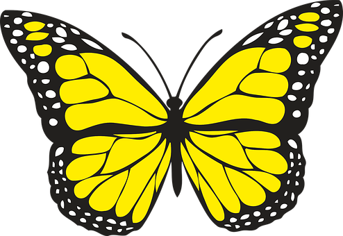Yellow Black Butterfly Illustration PNG