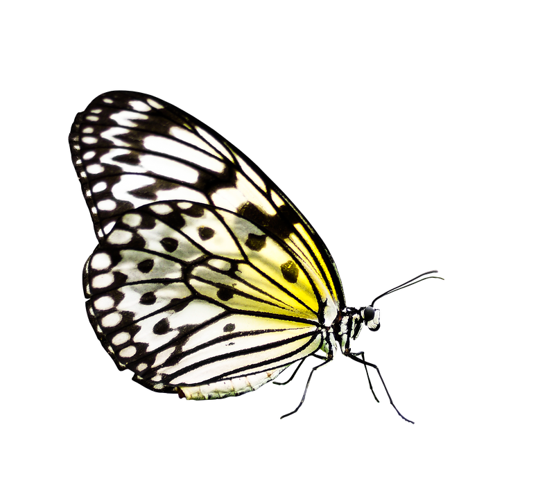 Yellow Black Patterned Butterfly PNG