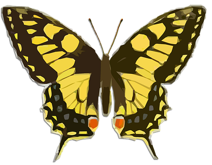 Yellow Black Patterned Butterfly Illustration PNG