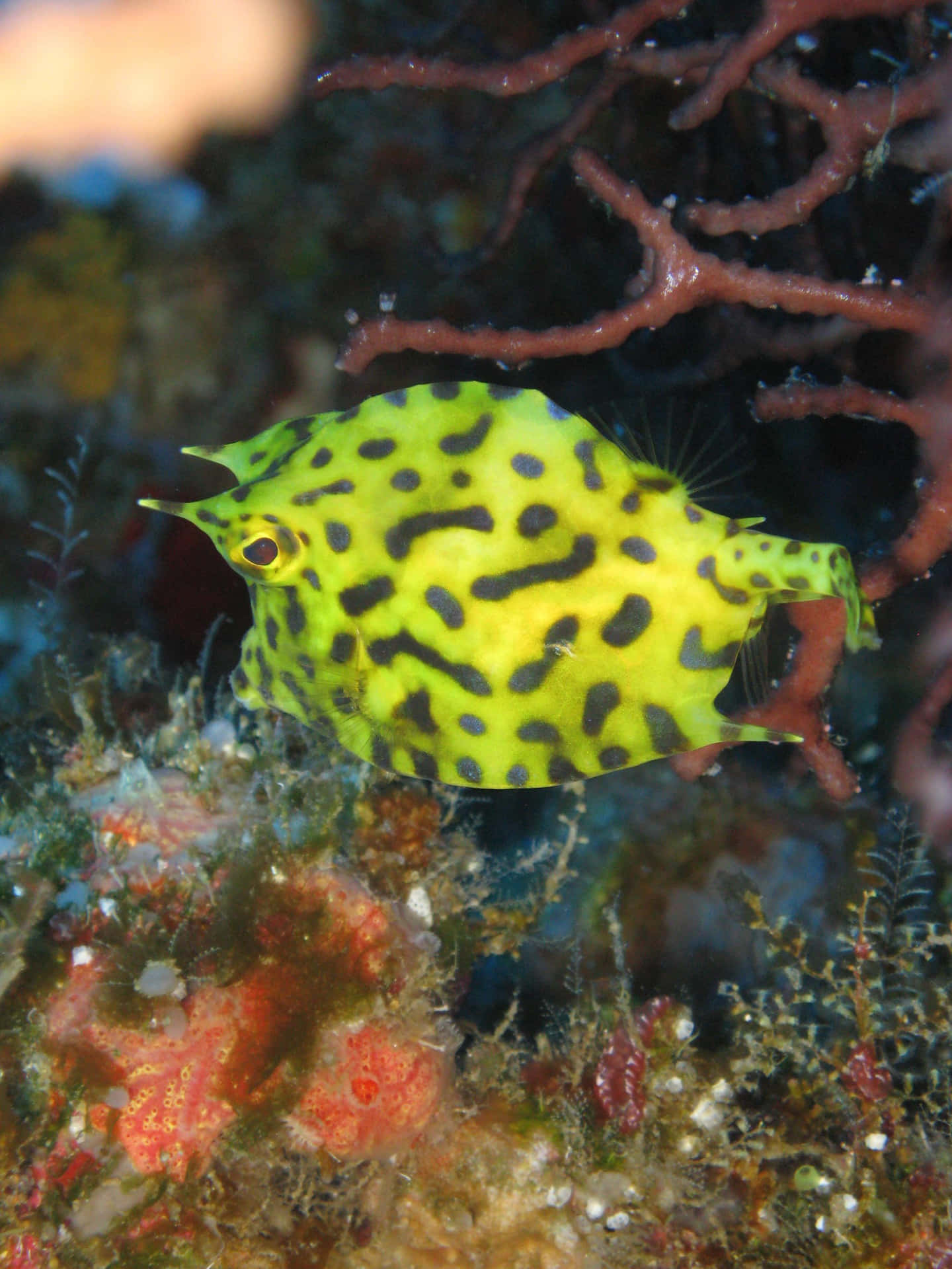 Download Yellow Black Spotted Cowfish Underwater Wallpaper | Wallpapers.com