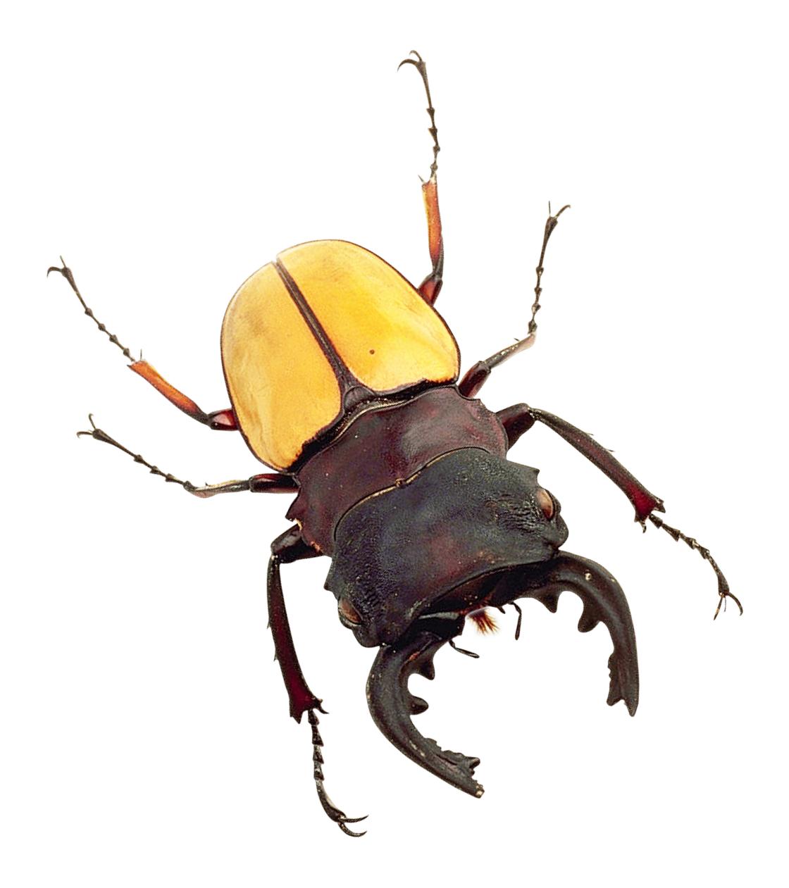 Yellow Black Stag Beetle PNG