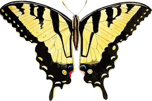 Yellow Black Swallowtail Butterfly PNG
