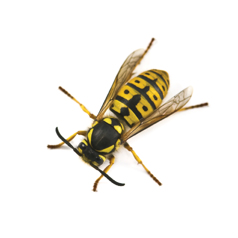 Yellow Black Wasp Isolated PNG