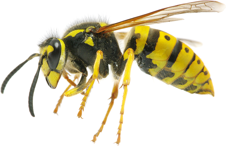 Yellow Black Wasp Side View.png PNG